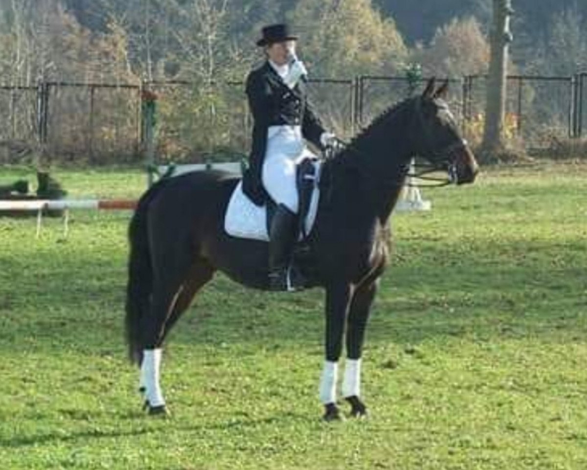 Broodmare Miami (German Sport Horse, 2002, from Raminus)