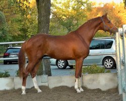 horse Forastero II (Hanoverian, 2017, from Foundation 2)