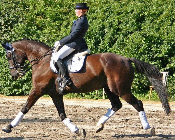 dressage horse Geizers (Latvian Warmblood, 1996, from Gaplans T 57) dressage horse Geizers (Latvian Warmblood, 1996, from Gaplans T 57)