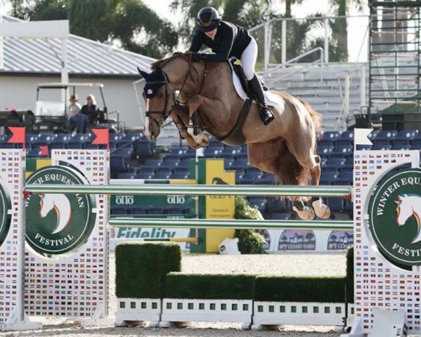 jumper Zirocco's Son Z (Zangersheide riding horse, 2011, from Zirocco Blue)