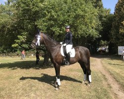 dressage horse Lord Louis 15 (Oldenburg, 2009, from Louis de Funes 4)