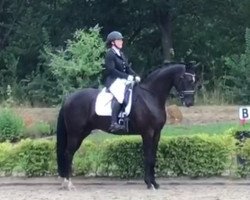 dressage horse Griccio (Westphalian, 2015, from Goldberg)