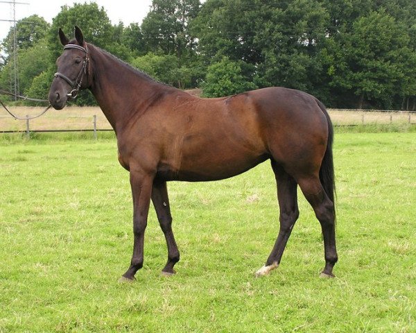 horse Distelkrone (Trakehner, 1999, from Sapros)