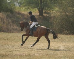 broodmare Kerry Lu (German Sport Horse, 2013, from Kubaner xx)