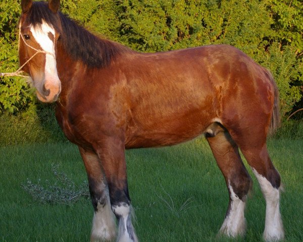Pferd Hill Topper Jake's Luke (Clydesdale, 2011, von Mistyland Jake)
