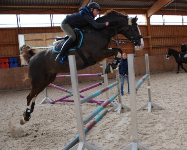 jumper Claudius Patricius (Hanoverian, 2004, from Cordalme Z)