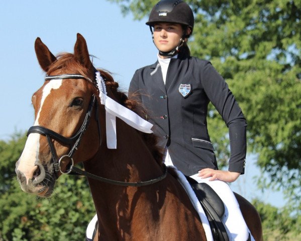 horse Charles B (Holsteiner, 2012, from Catoki)