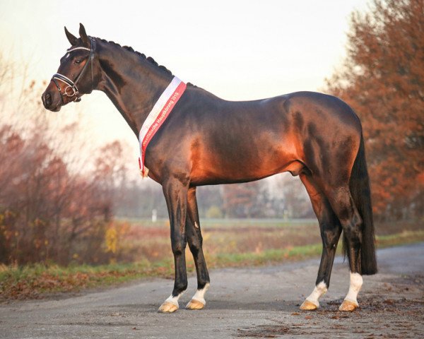 stallion Raven (Rhinelander, 2017, from Revolution)