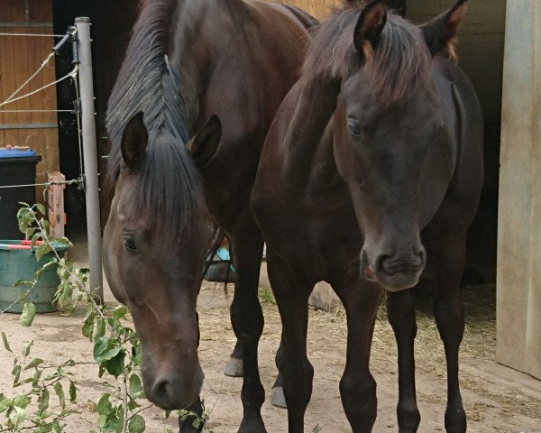Pferd Cuinn (Deutsches Reitpferd, 2015, von Cinemon)