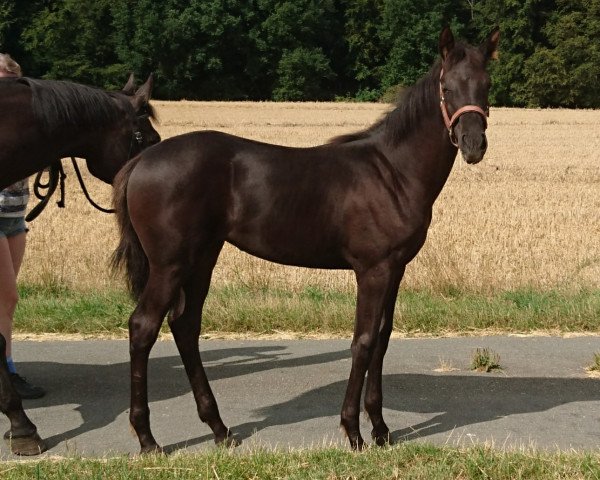 horse Qara (Westphalian, 2019, from Quantissimo 3)