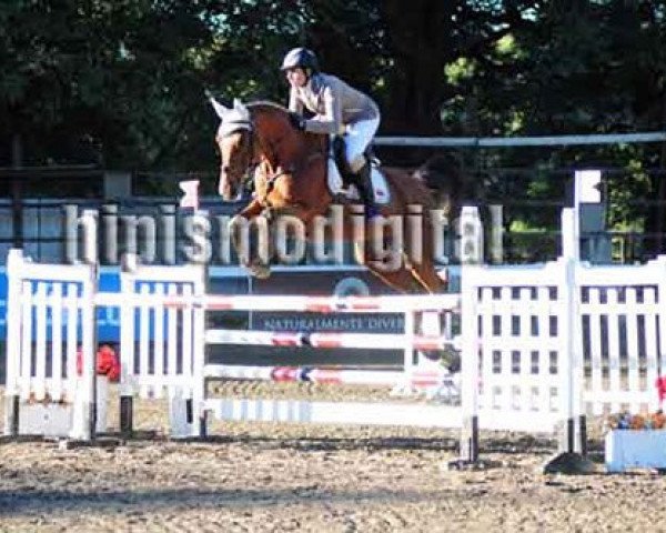 broodmare Carna Z (Zangersheide riding horse, 2005, from Crown Z)