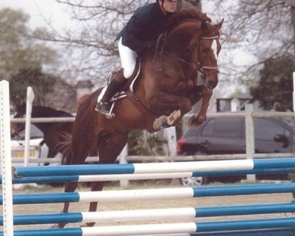 stallion Centaurus Z (Zangersheide riding horse, 2004, from Chellano Z)