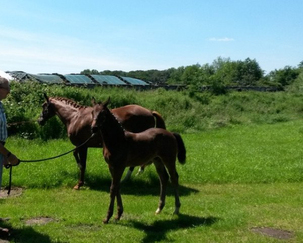 horse Daily Fun (Westphalian, 2014, from Daily Deal)