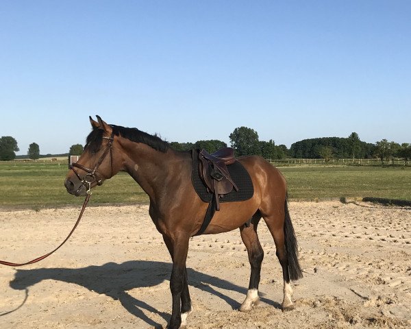 Springpferd Coreggio's Little Gun (Deutsches Reitpferd, 2015, von Stubbenhof's Cocosinni)