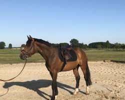 jumper Coreggio's Little Gun (German Warmblood, 2015, from Stubbenhof's Cocosinni)