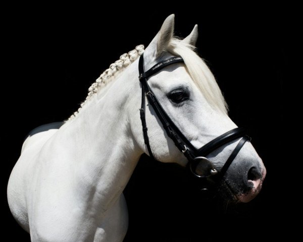 horse Samson (German Riding Pony, 1995, from Silvertop's As)