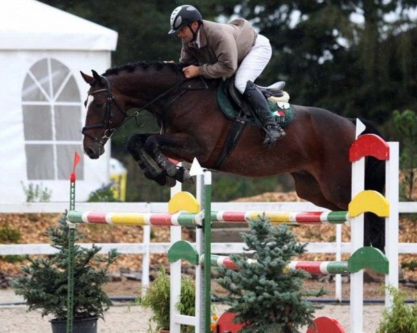 jumper Lordano Hs (Slovakian Warmblood, 2007, from Lordano)