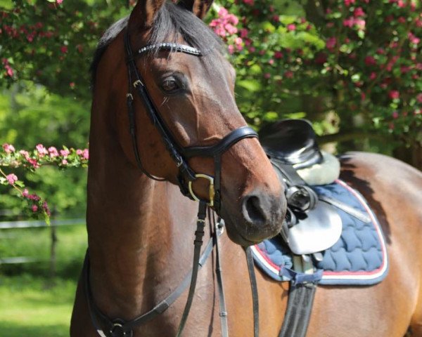Springpferd Duke 225 (unbekannt, 2007)
