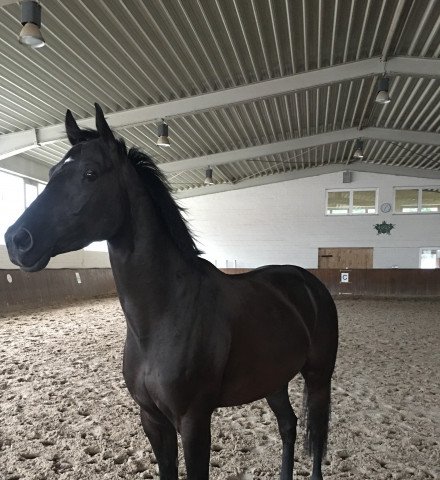 horse Totilas Junior (TJ) (Hanoverian, 2014, from Totilas) horse Totilas Junior (TJ) (Hanoverian, 2014, from Totilas)