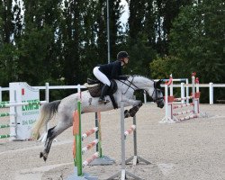 Fattrice Amira 227 (Cavallo Sportivo Tedesco, 2012, di Carpalano)