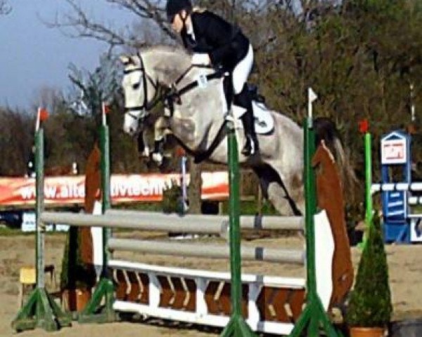 jumper Mac Muffin 3 (German Riding Pony, 2003, from Monte Christo)