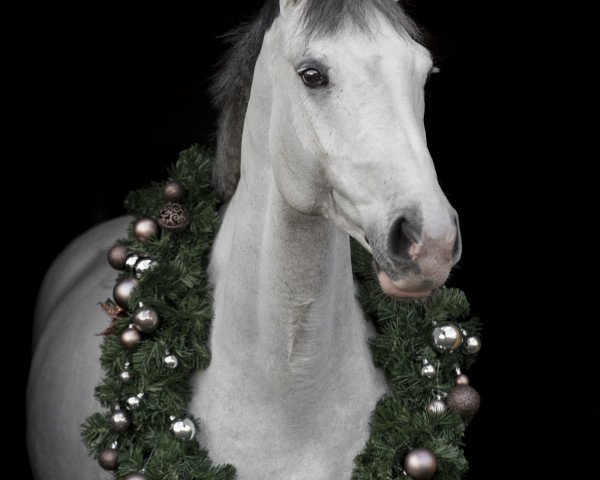 Springpferd Chanel 427 (Holsteiner, 2009, von Corrado I)