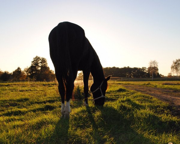 Dressurpferd Reine Freude 9 (Hannoveraner, 2004, von Rabino) Dressurpferd Reine Freude 9 (Hannoveraner, 2004, von Rabino)