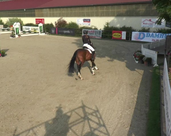 Reitturnier Kirchhellen/Stall Dieckmann 2016