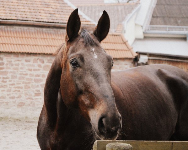 horse Elisha (Westphalian, 2009, from Ehrenstolz)