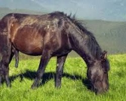 horse Charly's Boy (unknown, 1995, from Negro)
