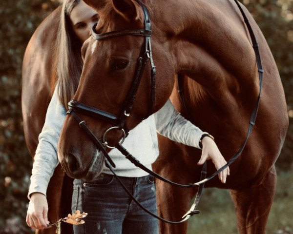 dressage horse Baroness 378 (Hanoverian, 2008, from Böhmer's As) dressage horse Baroness 378 (Hanoverian, 2008, from Böhmer's As)