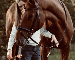 dressage horse Baroness 378 (Hanoverian, 2008, from Böhmer's As)