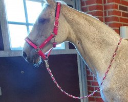 broodmare Quixe (Westphalian, 2003, from Quo Vados I)