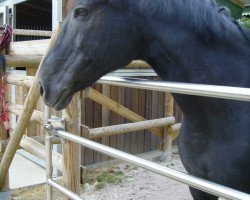 dressage horse Cyceron (Roberto Blanko) (Polish Warmblood, 1999, from Ramant)