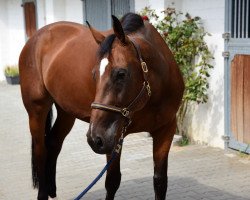 jumper Capriole d'or BE (Westphalian, 2013, from Condor Adelheid Z)
