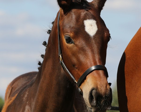horse HA Remember Me (Hanoverian, 2019, from Rocky Lee)