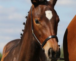 Pferd HA Remember Me (Hannoveraner, 2019, von Rocky Lee)