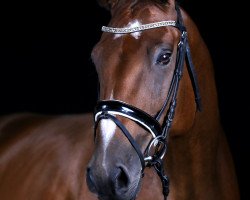 dressage horse Lakant Les Kadeur (Mecklenburg, 2007, from Lassito)