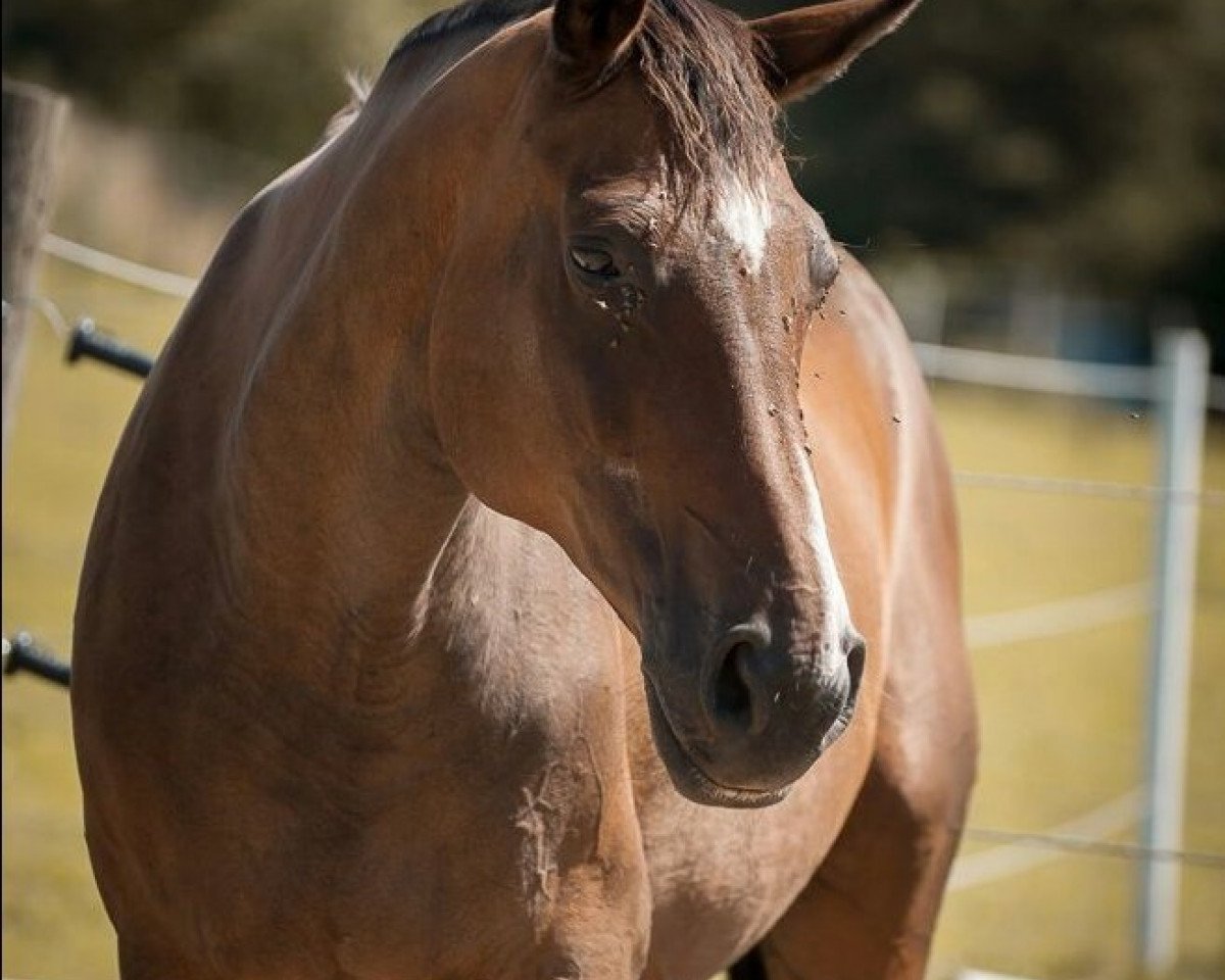 broodmare Calypso Lady (Hanoverian, 1993, from Chasseur I)