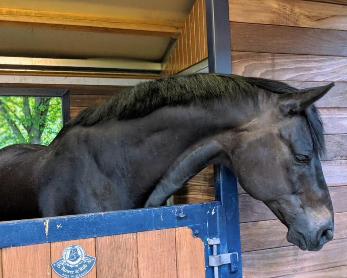 dressage horse Montyn Thyme (Hanoverian, 2006, from Mont du Cantal AA)