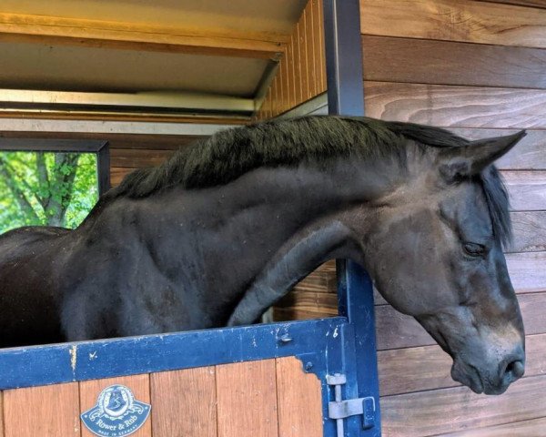 Dressurpferd Montyn Thyme (Hannoveraner, 2006, von Mont du Cantal AA)