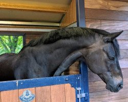 dressage horse Montyn Thyme (Hanoverian, 2006, from Mont du Cantal AA)