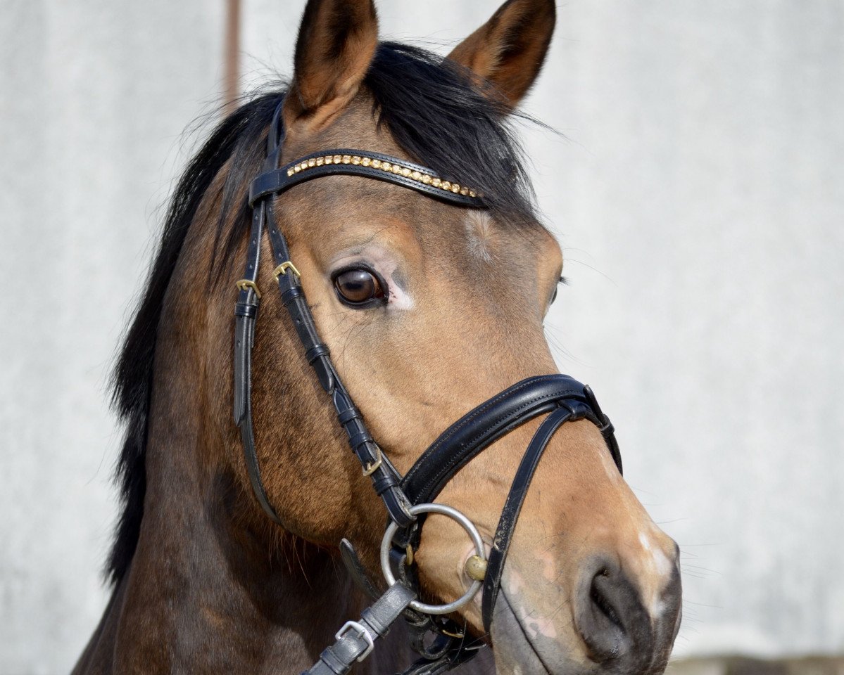 Pferd Coole Socke (Deutsches Reitpony, 2016, von FS Chambertin)