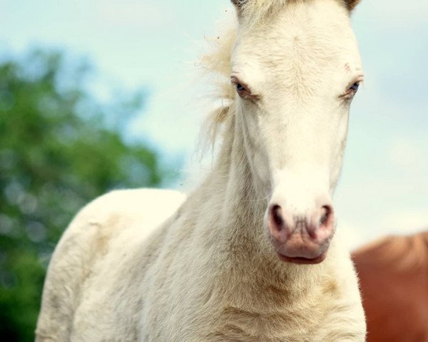 broodmare Flora vom Rindergraben (Shetland Pony, 2019, from Zaubertroll vom Rindergraben)