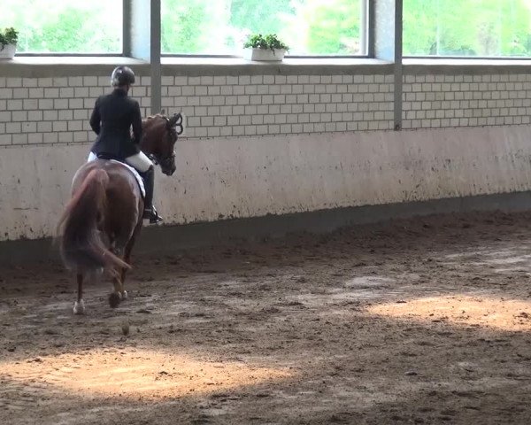 Reitturnier Sprockhövel, Auf der Gethe 2016