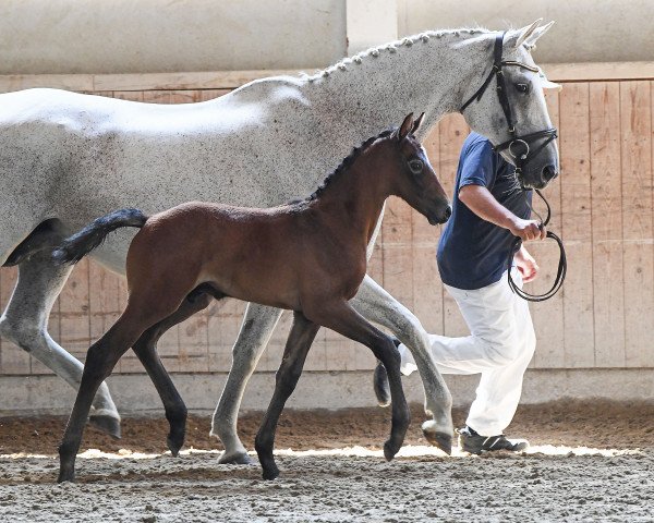 Springpferd Vuitton Louis (Deutsches Sportpferd, 2019, von Vingino)