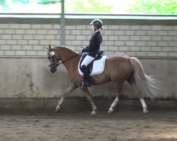 Reitturnier Sprockhövel, Auf der Gethe 2016