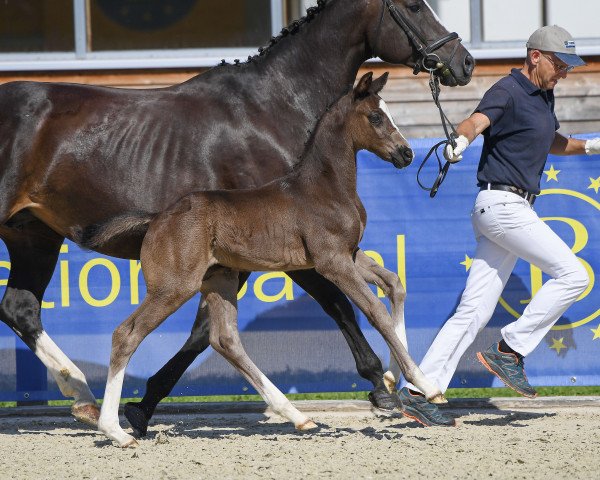 Pferd Prinz Fabelhaft (Deutsches Sportpferd, 2019, von For Final)