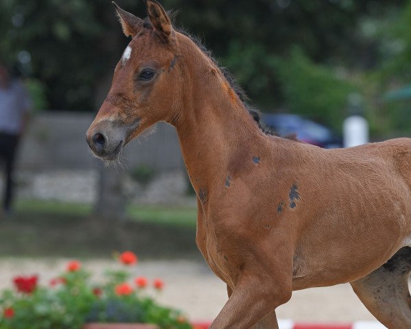 Pferd Stute von Vainqueur / Pacelli W (Deutsches Sportpferd, 2019, von Vainqueur)