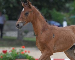 horse Stute von Vainqueur / Pacelli W (German Sport Horse, 2019, from Vainqueur)